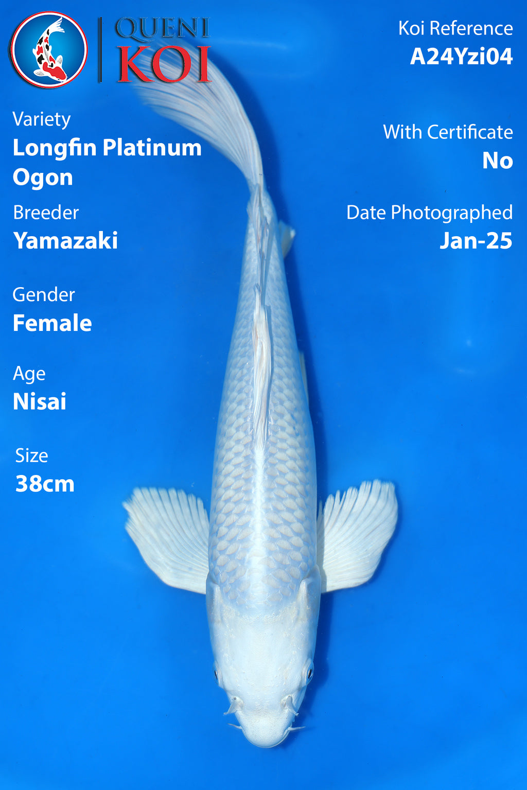 Longfin Platinum Ogon - A24Yzi04