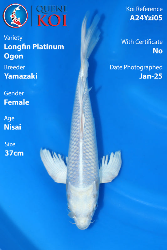 Longfin Platinum Ogon - A24Yzi05